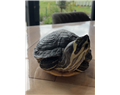 n g geen bevrijdingsdag voor onze schildpad bloosje