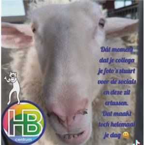 je wordt toch instant blij van zo n grappig schaap