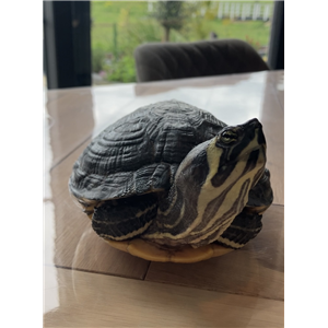 n g geen bevrijdingsdag voor onze schildpad bloosje